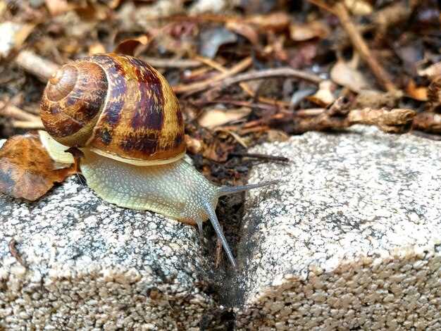 Caracol grande