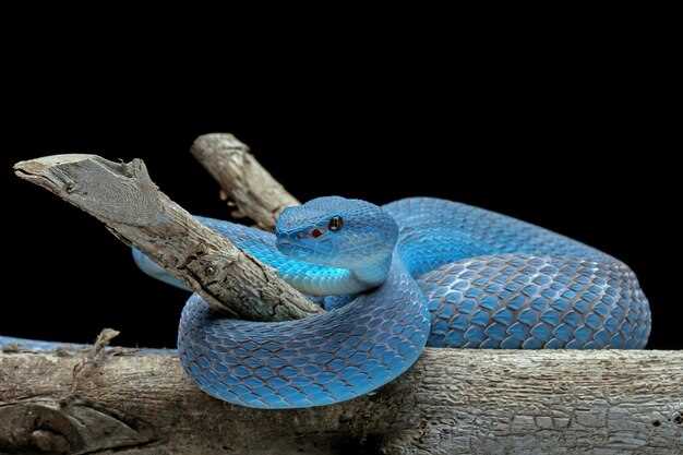 Interpretação de sonhar com cobra azul mordendo