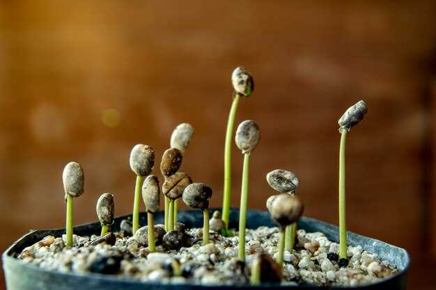 Interpretação do Sonho