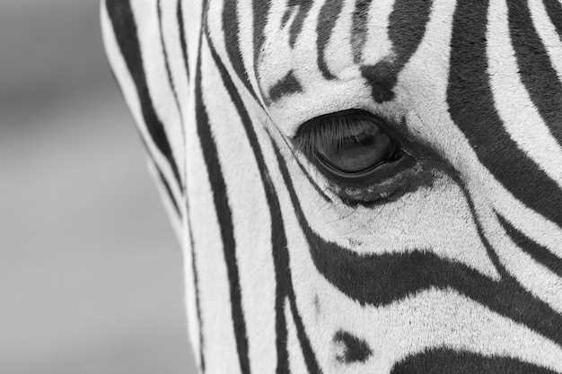 Sonhar com Zebras Correndo: O que Pode Significar?